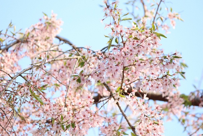 5350-青空バック一重紅枝垂れ桜　ピンクに染まる.jpg